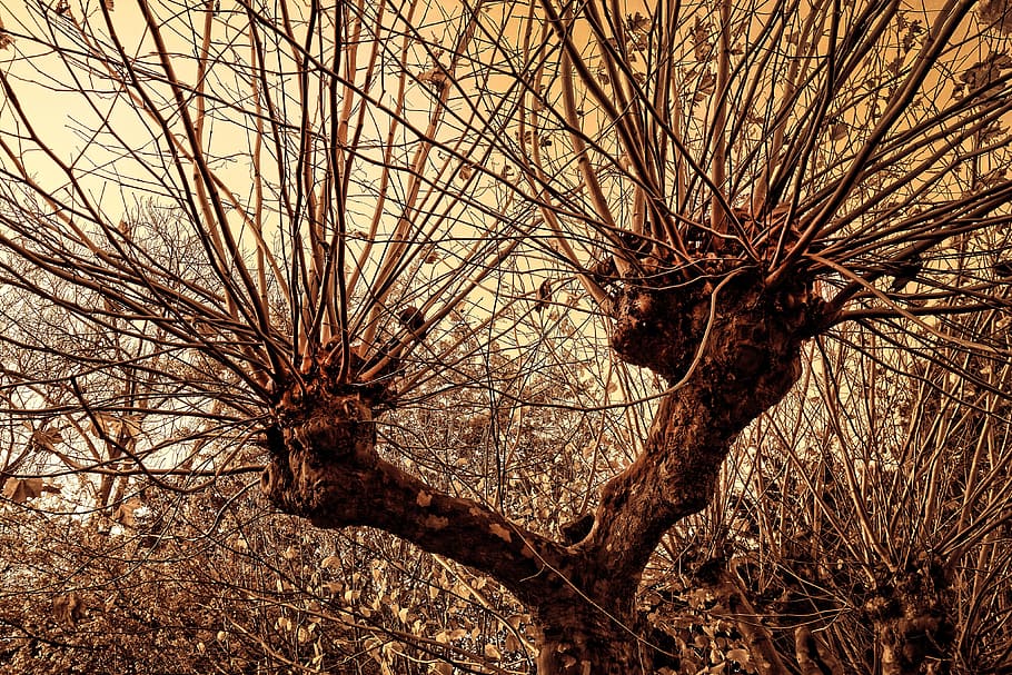 pollard, willow, pollarded willow, tree, gnarled, branches HD wallpaper