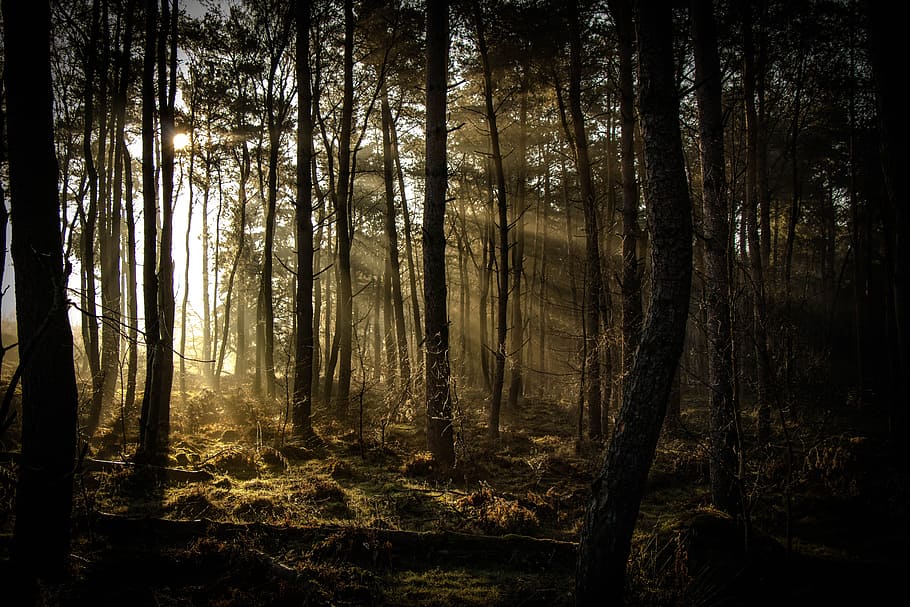 silhouette of trees during daytime, sunrays, dark forest, sunbeam HD wallpaper