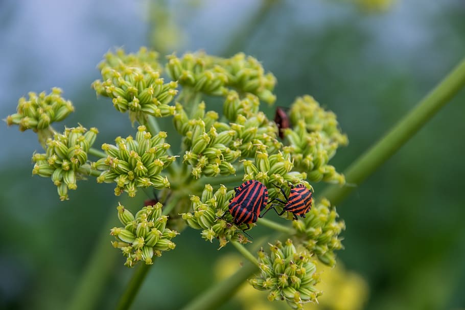 Fire, Beetle, Nature, fire beetle, summer, lovage, flower, close HD wallpaper