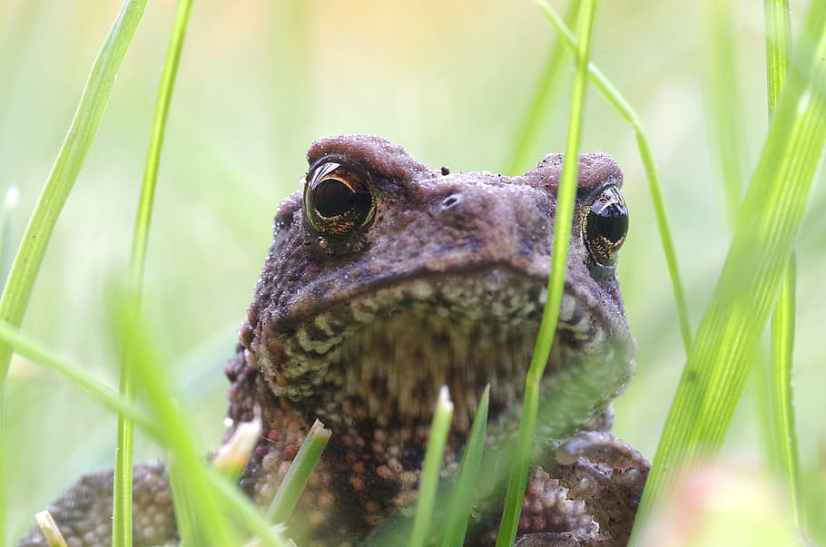 a toad, the frog, young, green, grass, sand, eyes, the head of the HD wallpaper