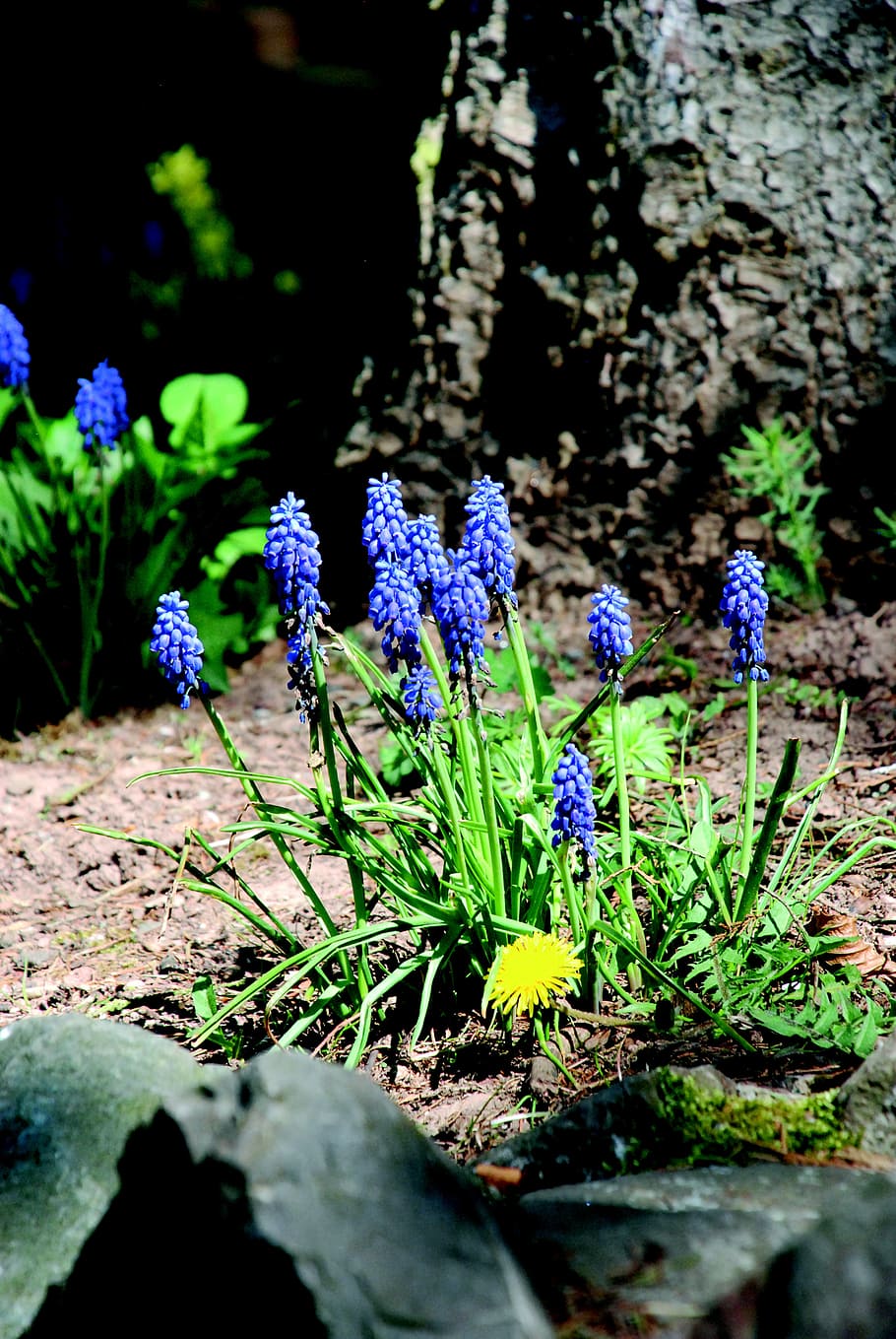 flowers, spring, purple, purple flower, harbinger of spring HD wallpaper