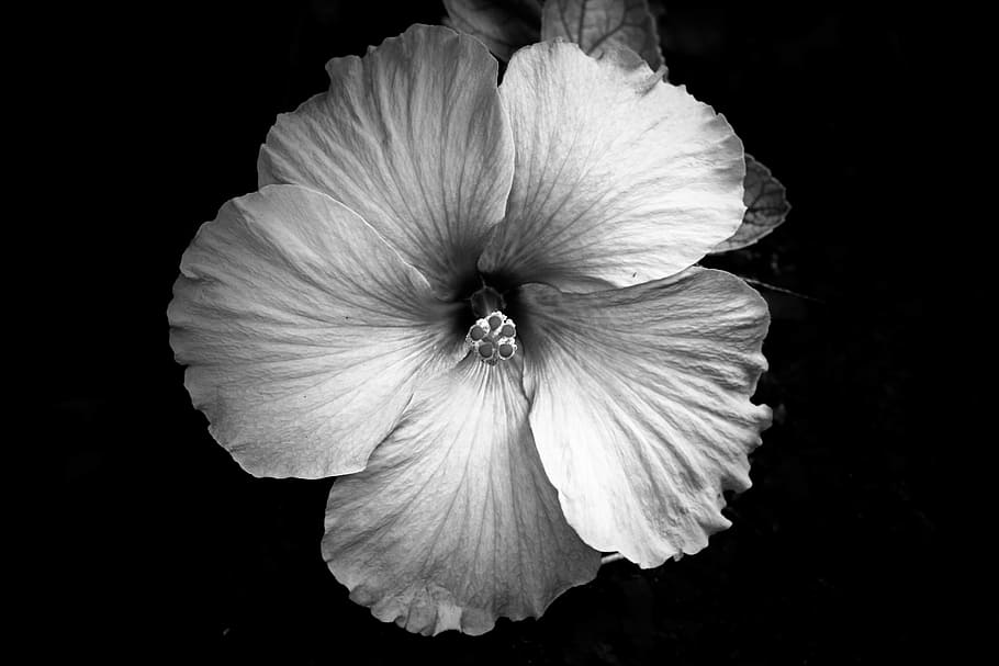 flower, bloom, petal, flowering plant, fragility, freshness HD wallpaper