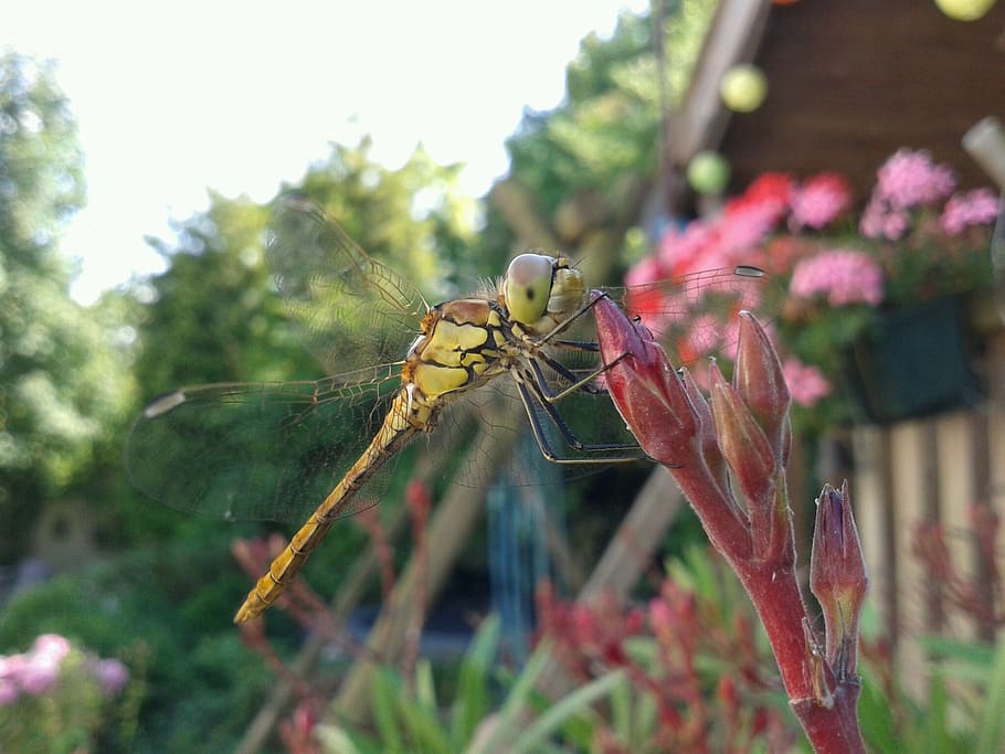 dragonfly, summer, bug, wings, garden, insect, nature, animal HD wallpaper
