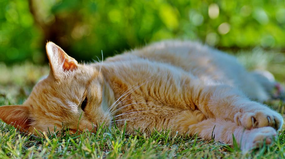 depth of field photography of orange tabby cat lying down on grass field, HD wallpaper