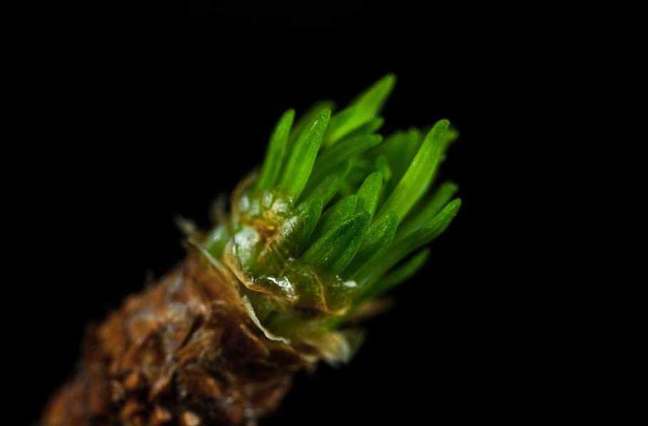 larch, escape, needles, macro, studio shot, black background HD wallpaper