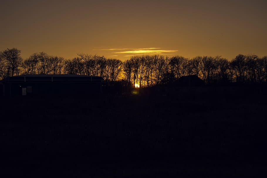 sunset, trees, evening, nature, sky, silhouette, plant, no people HD wallpaper