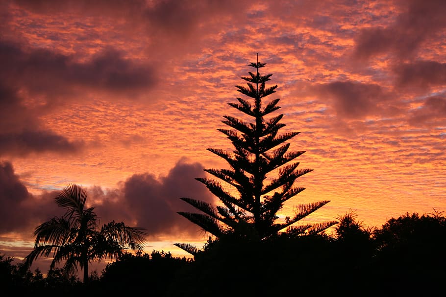 sunrise, dawn, pine, sky, morning, silhouette, scenery, color HD wallpaper