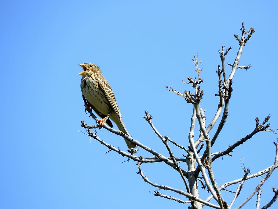Bird, Sparrow, Tree, Branch, Peak, animal wildlife, one animal HD wallpaper