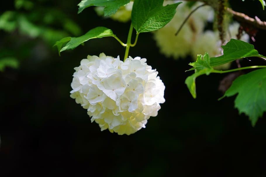 viburnum-opulus-inflorescence-globose-wh