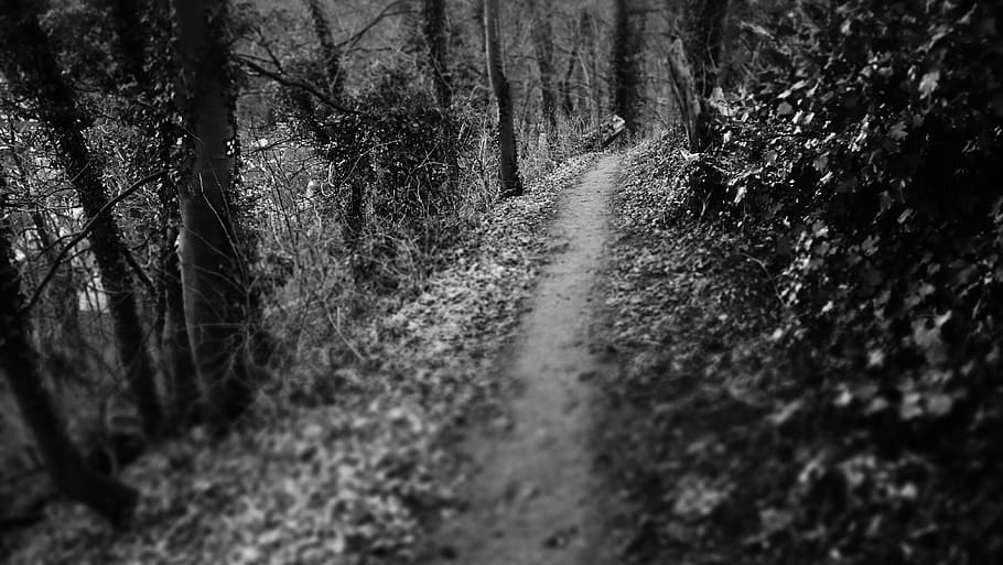 grayscale photo of pathway surrounded with plants, dark path HD wallpaper
