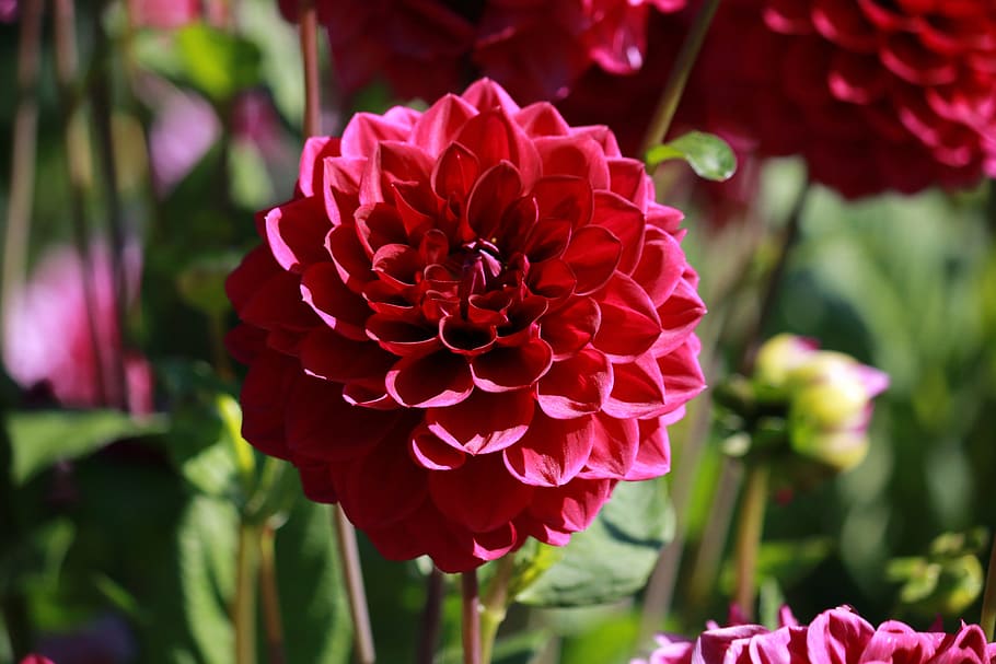 flower, blossom, bloom, close, nature, garden flower, flowering plant HD wallpaper