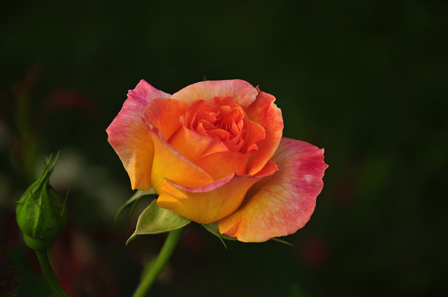 selective focus photography of orange rose in bloom, multi coloured HD wallpaper