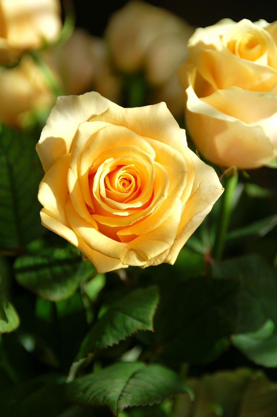 roses, yellow, bloom, sheet, nature, flower, flowering plant HD wallpaper