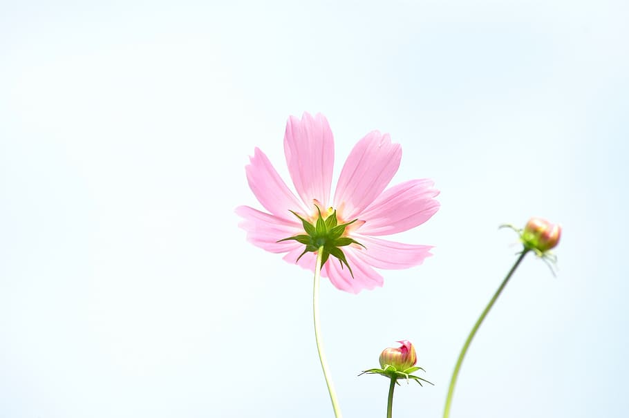 pink flower on white background, tabitha, nature, plants, flowers HD wallpaper