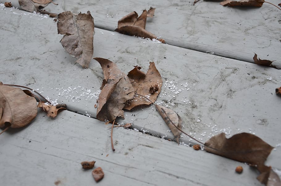 fall, leaves, dry, autumn, plant, natural, botanical, organic HD wallpaper
