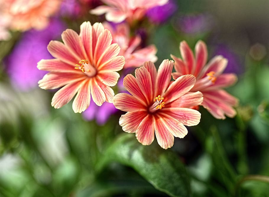 closeup photo of red-and-beige petaled flowers, pink, petals HD wallpaper