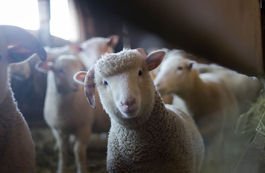 herd of brown and white sheep, animal, farm, mammal, nature HD wallpaper