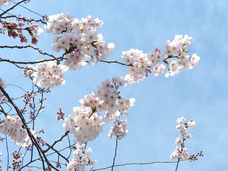 sakura, cheery blossom, sky, spring, tree, pink, nature, plant