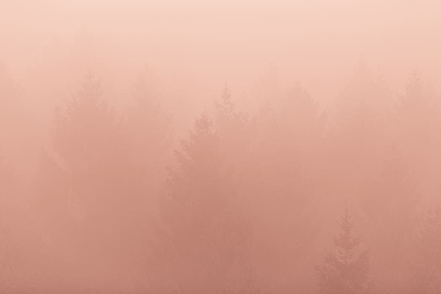 trees, plants, nature, no people, forest, fog, backgrounds HD wallpaper