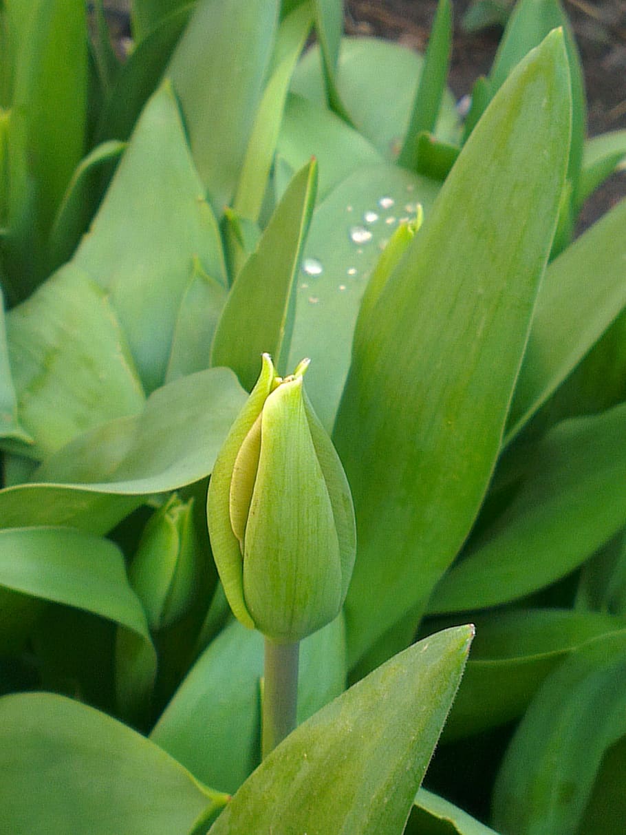 tulip, flower, green, drop, tulips, netherlands, nature, spring HD wallpaper