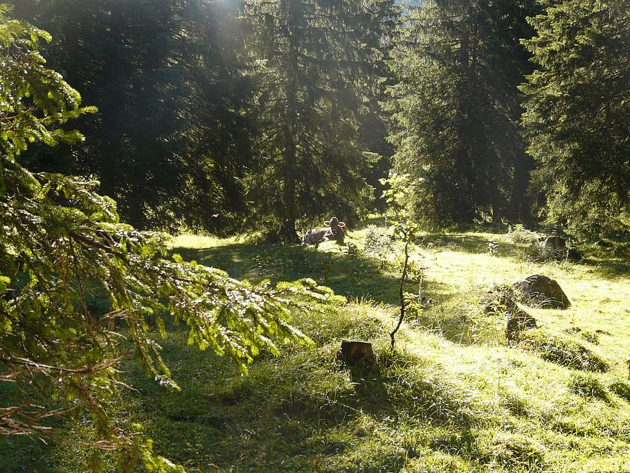 landscape, idyll, grass, forest, firs, plant, tree, beauty in nature HD wallpaper