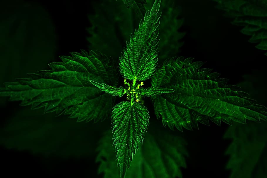 close up photography of green leaf plant, stinging nettle, brennessel, HD wallpaper