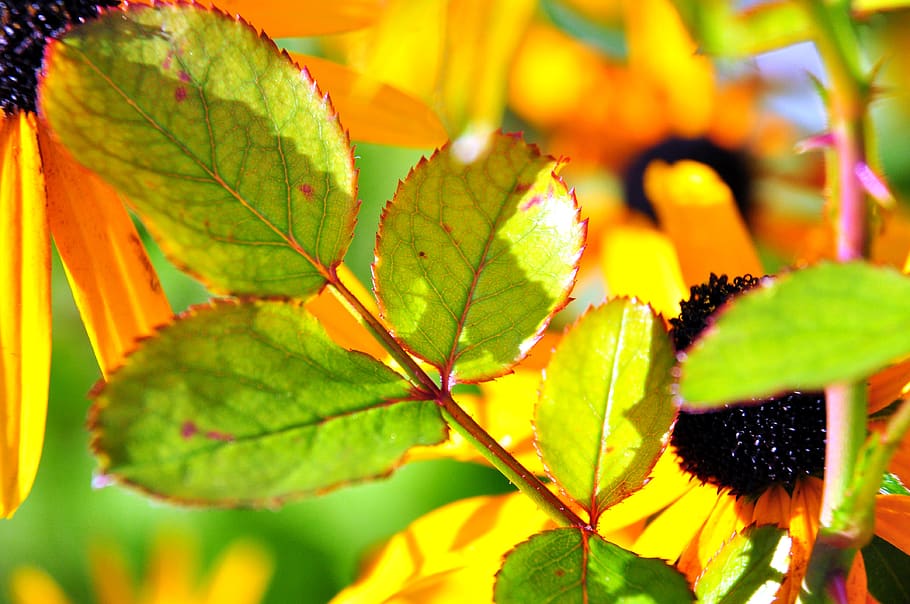 leaf, colorful, blossom, bloom, macro, plant part, growth, close-up HD wallpaper