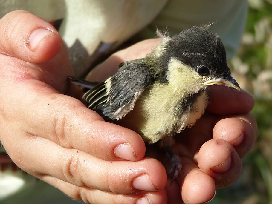 chick, bird, breeding, down, protect, protection, hands, human hand HD wallpaper