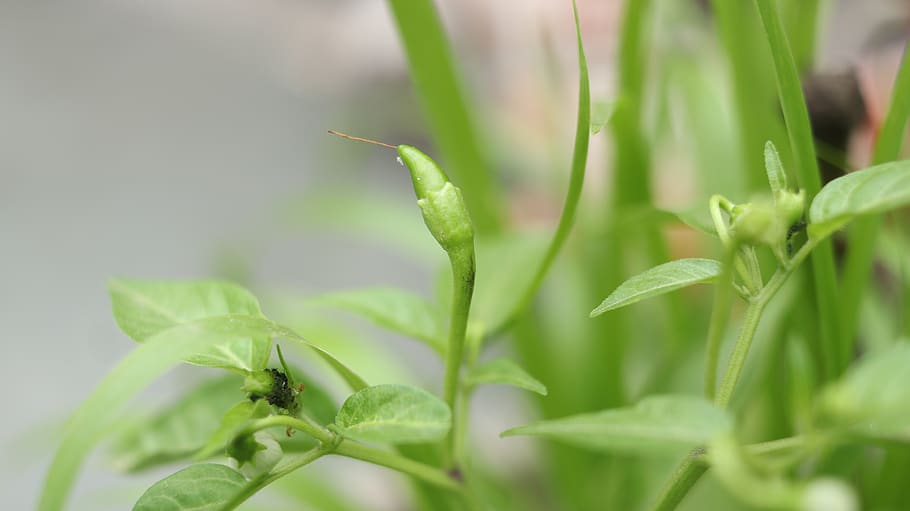 green, chilli, vegetables, green color, plant, plant part, growth HD wallpaper
