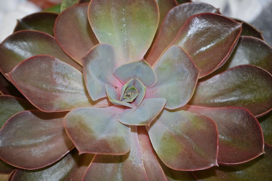 succulent, cactus, green, decorative, thorns, succulent plant HD wallpaper