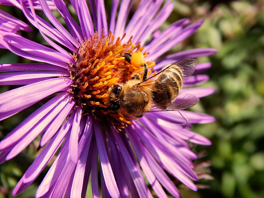 Bee, Pollen, Macro, Insect, Flower, pollination, purple, nature HD wallpaper