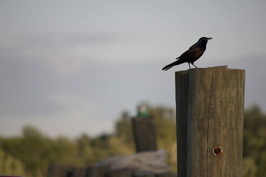 black crown on brown log, birds, crows, gray, green, nature, animal HD wallpaper