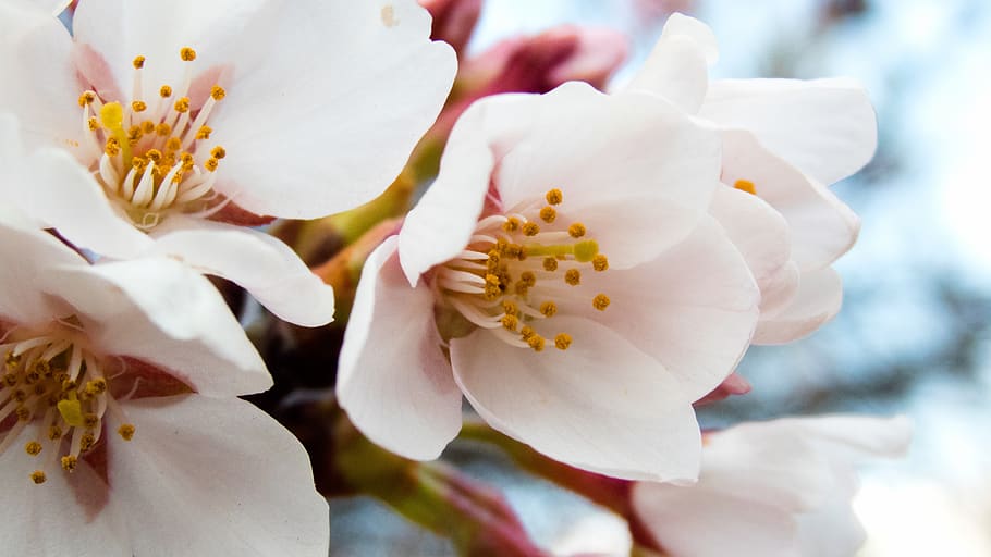 cherry blossoms, spring, spring flowers, blue sky, cherry tree HD wallpaper