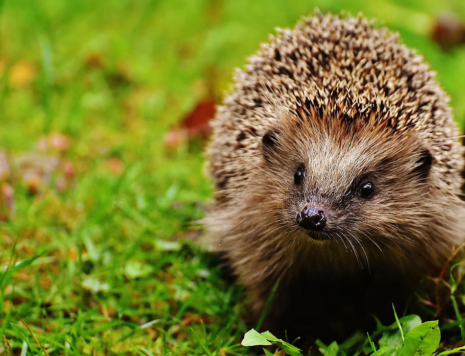 brown porcupine on top of green grass, hedgehog child, young hedgehog, HD wallpaper