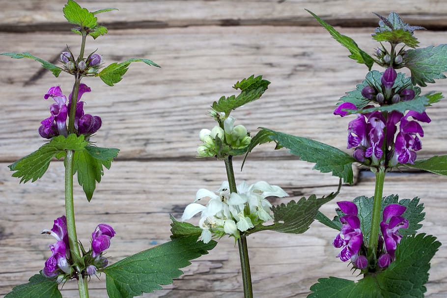 Wild, Plants, Spring, Wood, Background, wild plants, wood background HD wallpaper