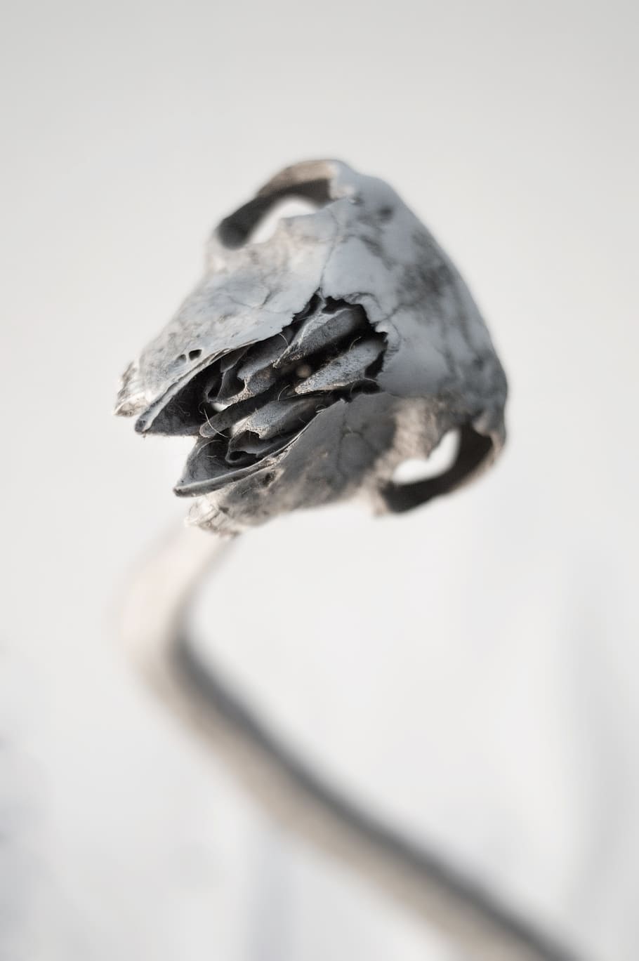 carcass, skull, chipped, white, close-up, studio shot, no people HD wallpaper