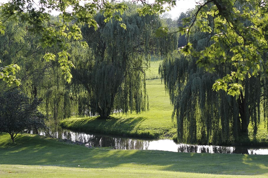 weeping willows, stream, natural, scenery, peaceful, reflection HD wallpaper