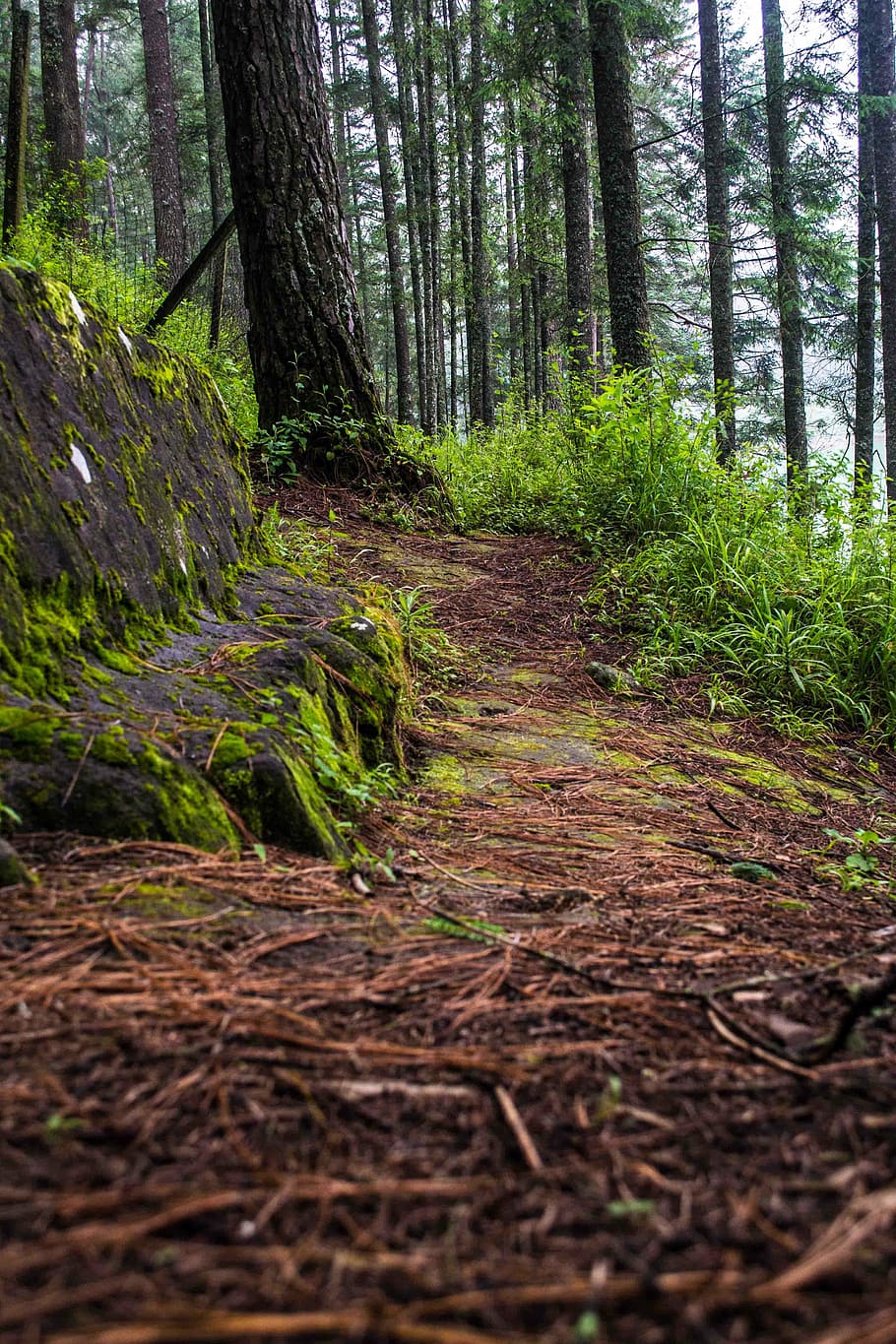 trail, forest, vegetation, tree, path, trees, tree trunk, nature HD wallpaper