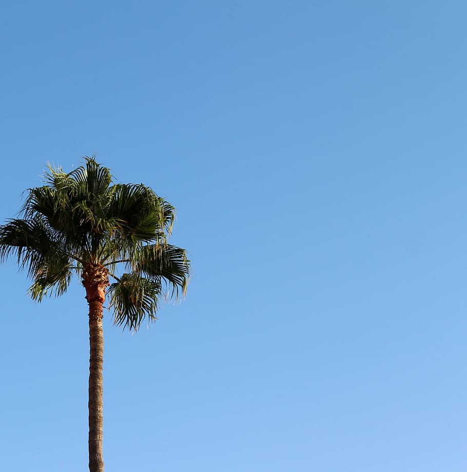 palm, background, sky, tropical, holiday, sea, tree, palm Tree HD wallpaper