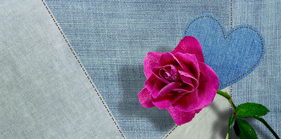 pink rose with three leaves, jeans, fabric, blue, clothing, structure