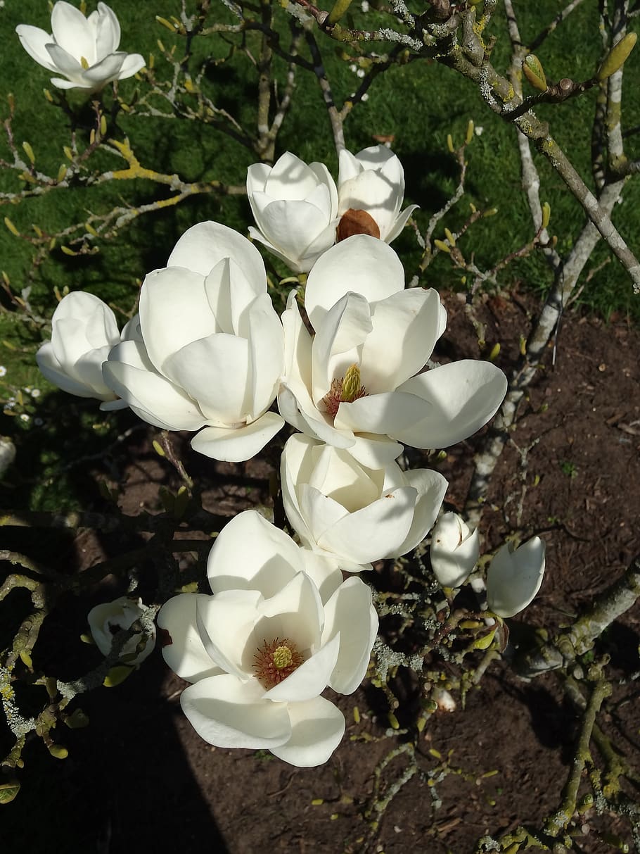 Flora magnolia. Flowers Blooming in Antarctica. Flowers are Blooming in Antarctica.