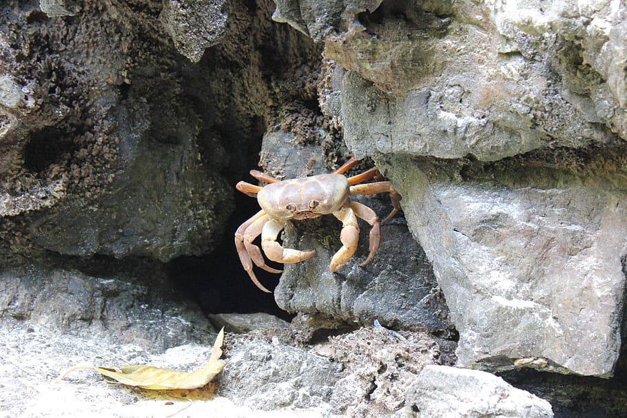 crab, nature, animals, solid, rock, animal themes, rock - object HD wallpaper