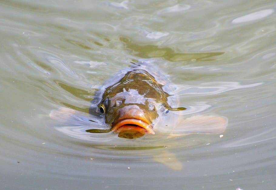brown Bass on water, carp, fish, appear, swim, pond, water surface HD wallpaper