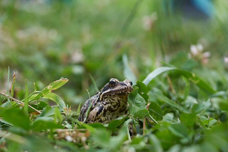 frog, grass, meadow, green, animal, toad, nature, sit, small HD wallpaper