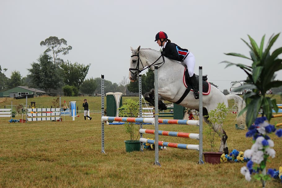 horse jumping, equestrian, animal, rider, sport, competition