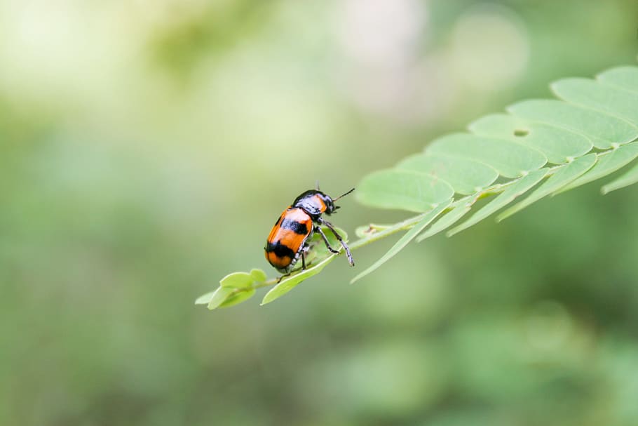 bug, green, orange, close, nature, insect, ladybird, ladybug HD wallpaper