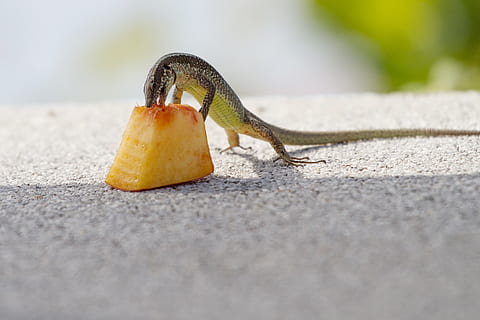 skink eating, lizard, feeding, madeira, selective focus, close-up HD wallpaper