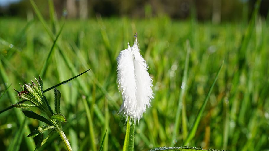 Feather, Nature, green, grass, growth, beauty in nature, white color HD wallpaper