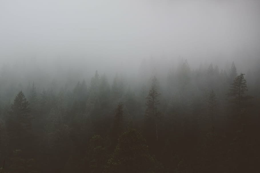 afforestation, fog, foggy, misty, pine, trees, nature, landscape, HD wallpaper