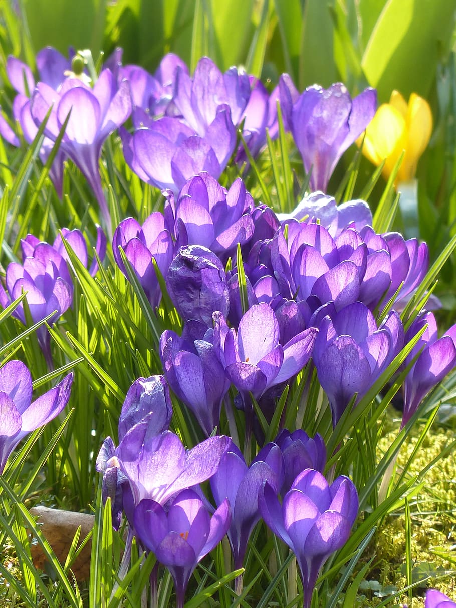crocus, yellow, purple, violet, blue, bloom, blossom, plant HD wallpaper